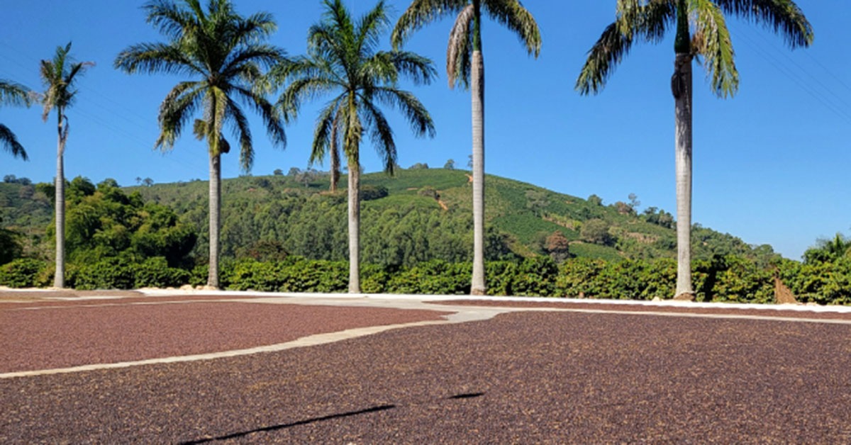 Veja diferenciais do café do Sul de Minas na venda para a rede chinesa Luckin Coffee
