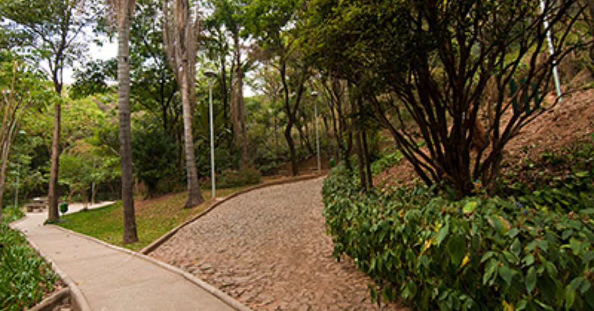Lei de proteção à Mata do Jardim América, em Belo Horizonte, é sancionada