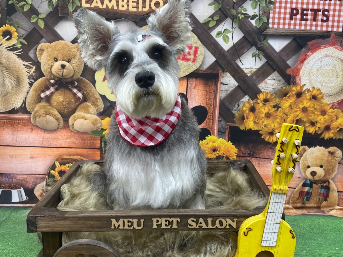 Salões, spa, clínicas, lojas: diversificação de serviços impulsiona mercado pet em Minas Gerais
