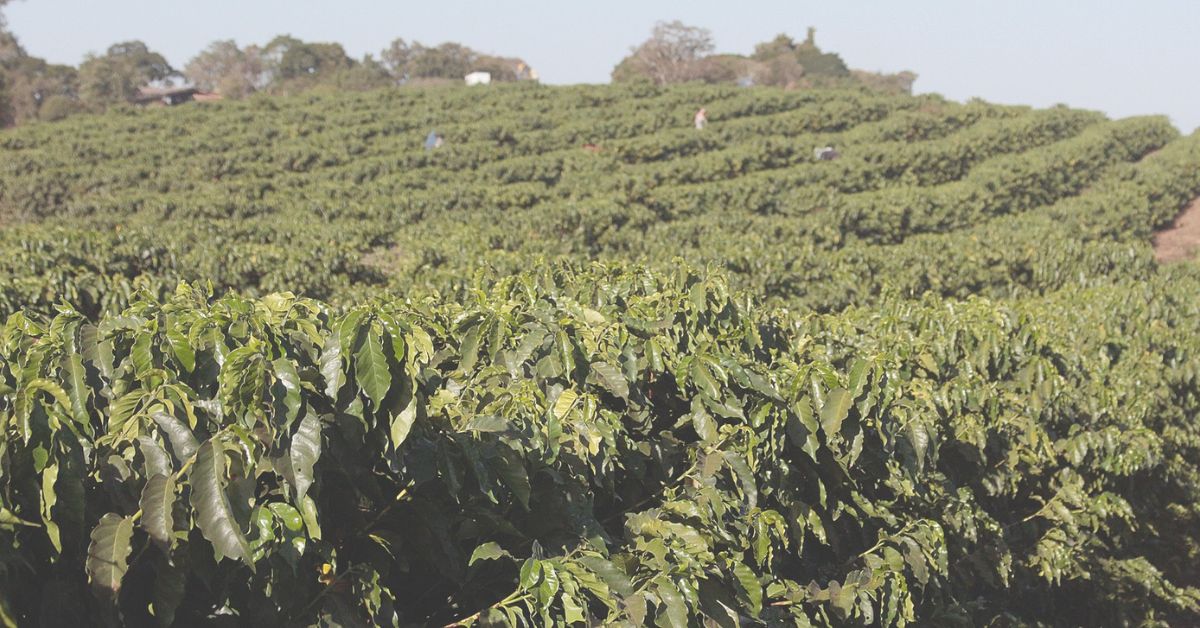 Campos Gerais lidera a produção de café no Sul de Minas
