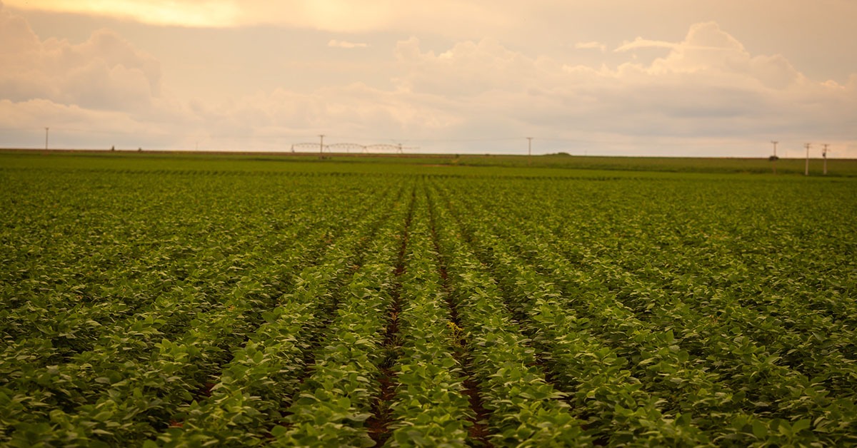 Desembolsos do crédito rural cresceram 13% em Minas Gerais na safra 2023/24