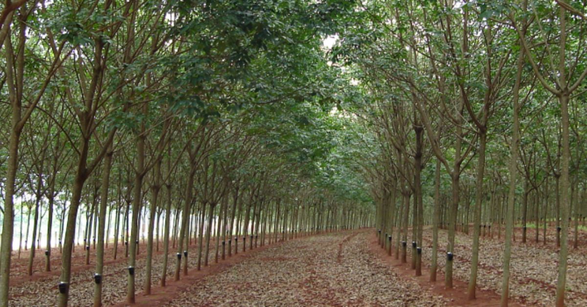 Epamig promove treinamento de profissionais para processos de exploração de seringueira
