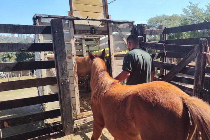 UFMG retira animais do campus Pampulha por causa da Stock Car, que começa nesta quinta (15)
