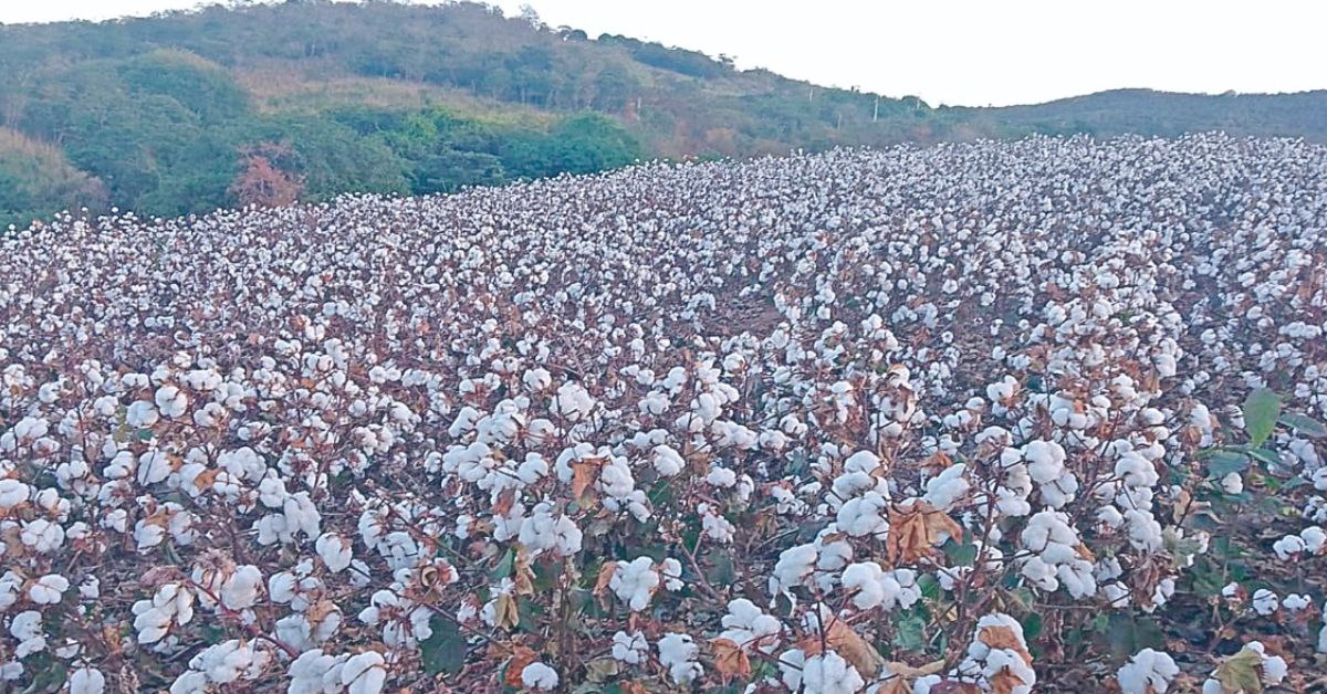 Produtores de algodão do Jequitinhonha alcançam produtividade de cultivo empresarial