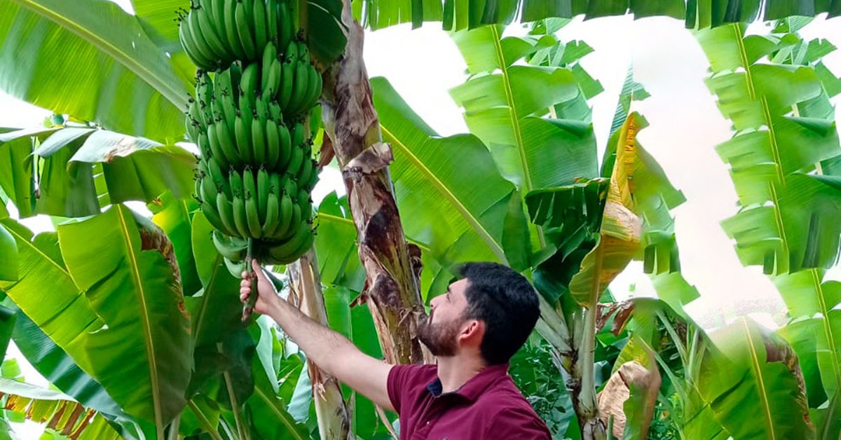 Produtividade da bananicultura dá salto de 25% em Nova União