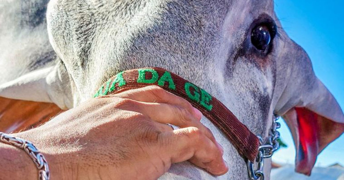 ExpoBrahman 2024