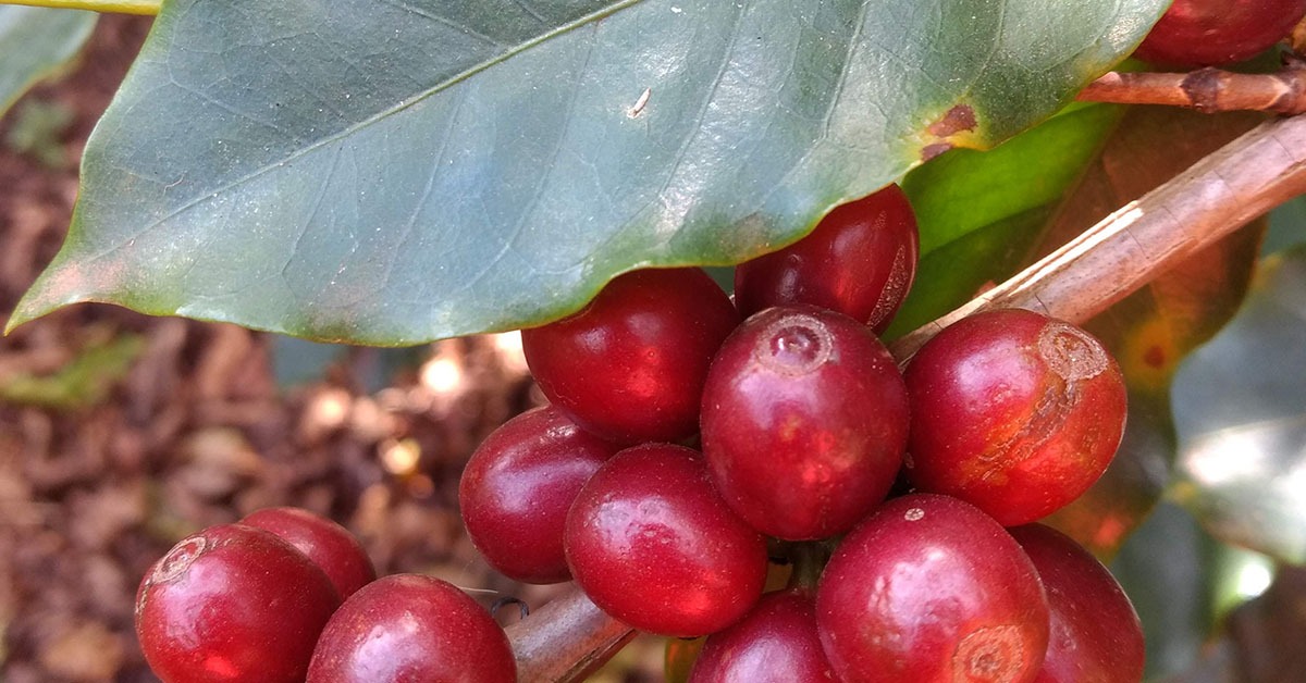 Exportações de café do Brasil aumentam 9,5% em janeiro na comparação com 2024