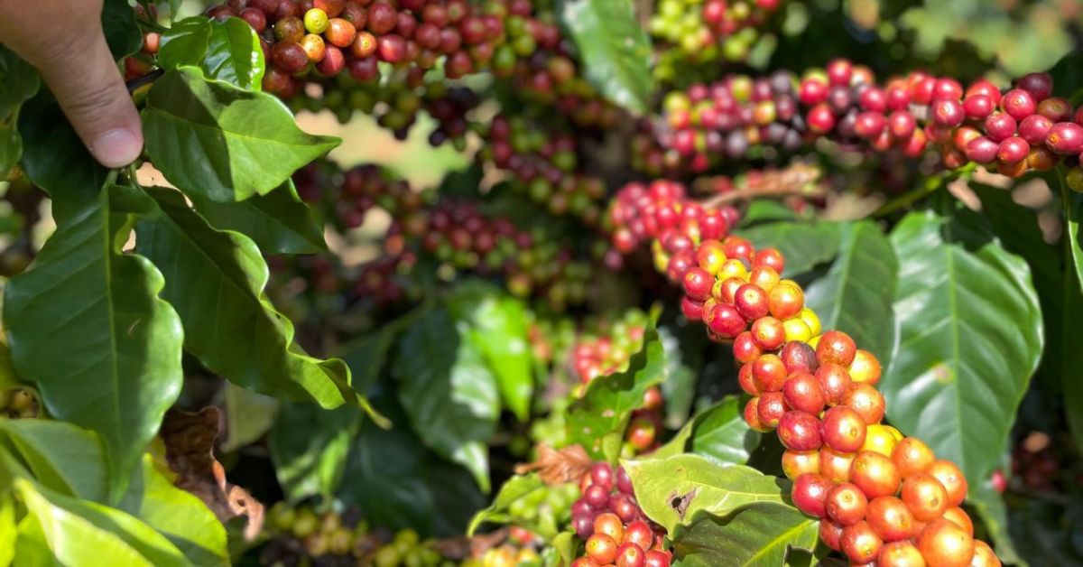 BDMG promove curso gratuito sobre agricultura regenerativa para cafeicultura