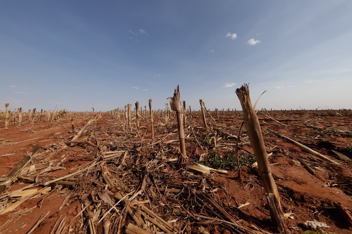 Clima impacta e safra de cana-de-açúcar cresce apenas 0,7% em Minas Gerais