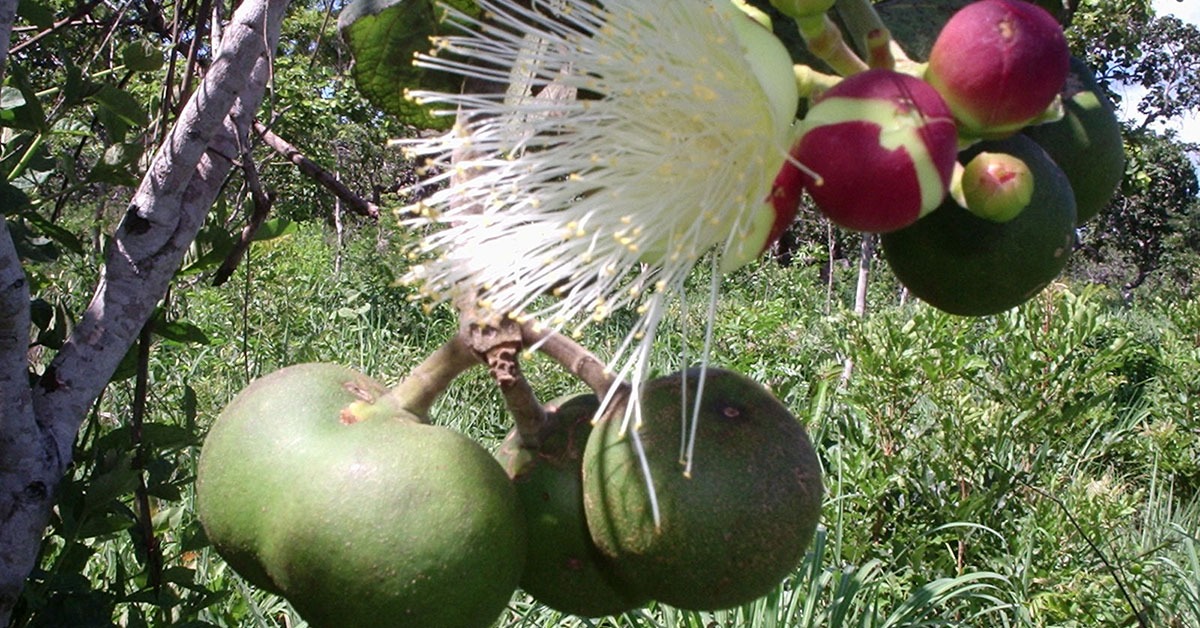 Projeto quer dar mais visibilidade para pequi e frutos do Cerrado
