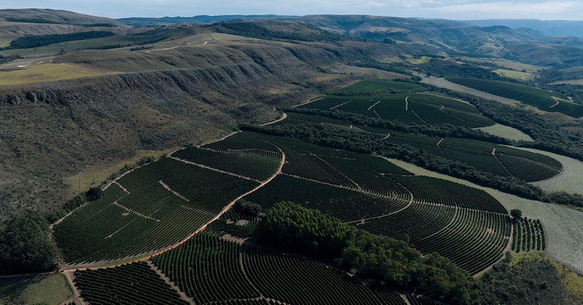 Valor Bruto da Produção Agropecuária em Minas ultrapassa R$ 134 bilhões