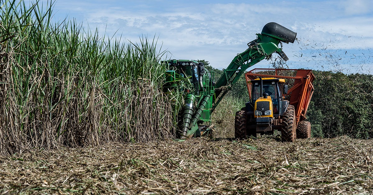 Produtores de cana-de-açúcar relatam escassez de mão de obra