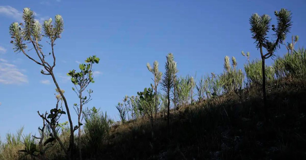 Dia do Cerrado: bioma é o segundo mais ameaçado no País