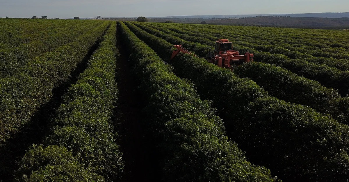 Dia Internacional do Café: saiba mais sobre a Região do Cerrado Mineiro, que vai promover o produto na Itália