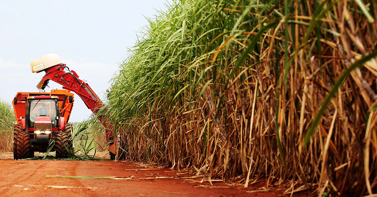 Valor da produção agrícola em MG caiu 7,2% em 2023