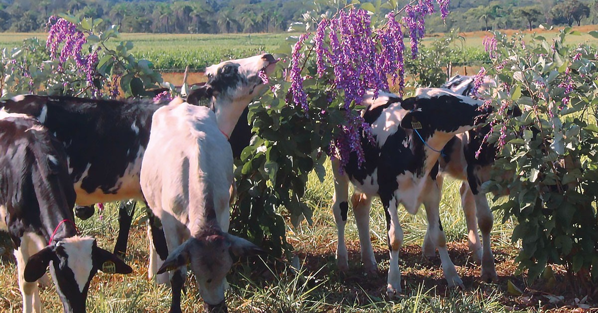 Conheça a cratília, planta que traz diversos benefícios para a propriedade rural