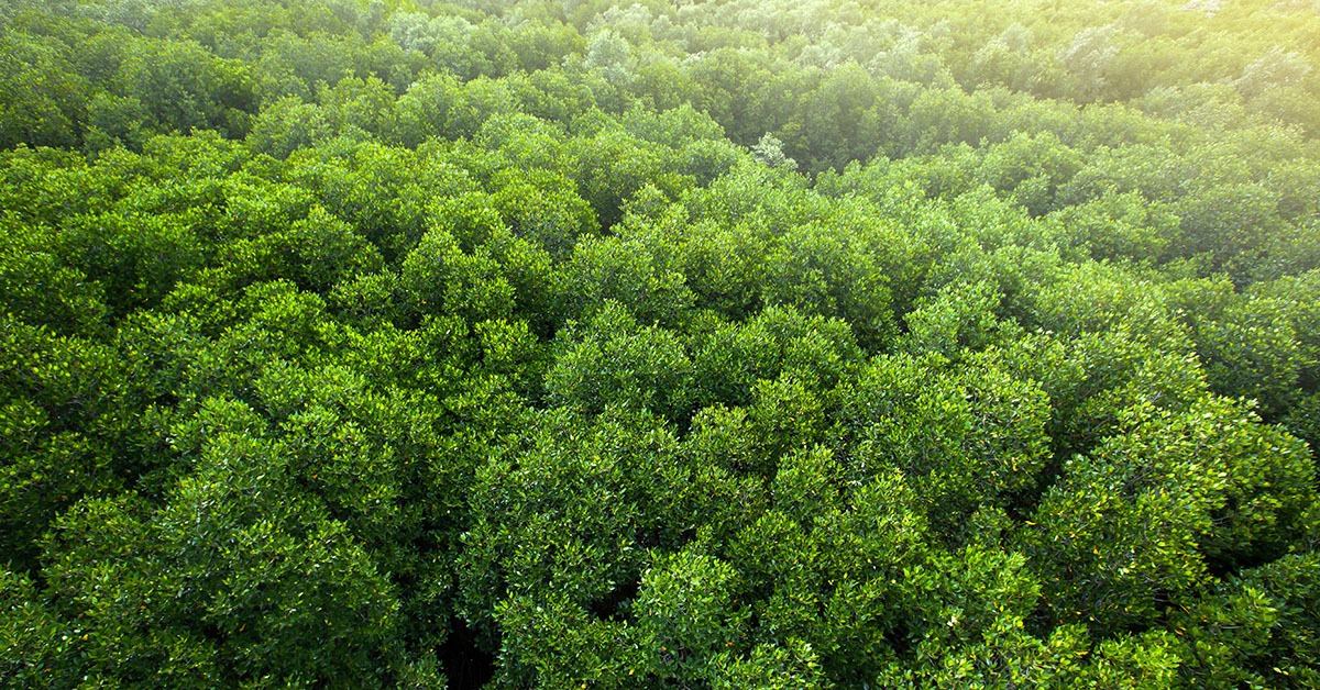 Precificação de carbono desponta como solução sustentável para a economia