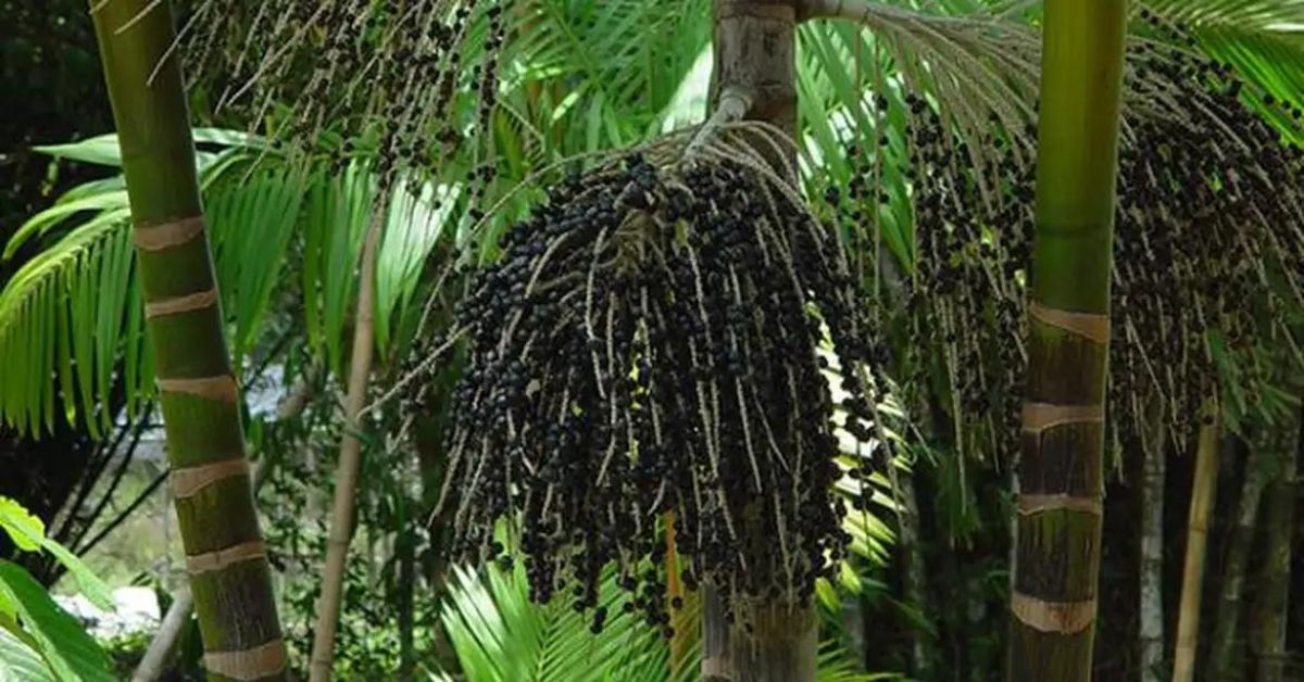 Minas tem maior valor de produção das florestas plantadas no País, diz IBGE