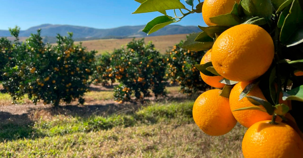 Mega Citros: evento vai abordar cafeicultura e cultivo de outras frutas