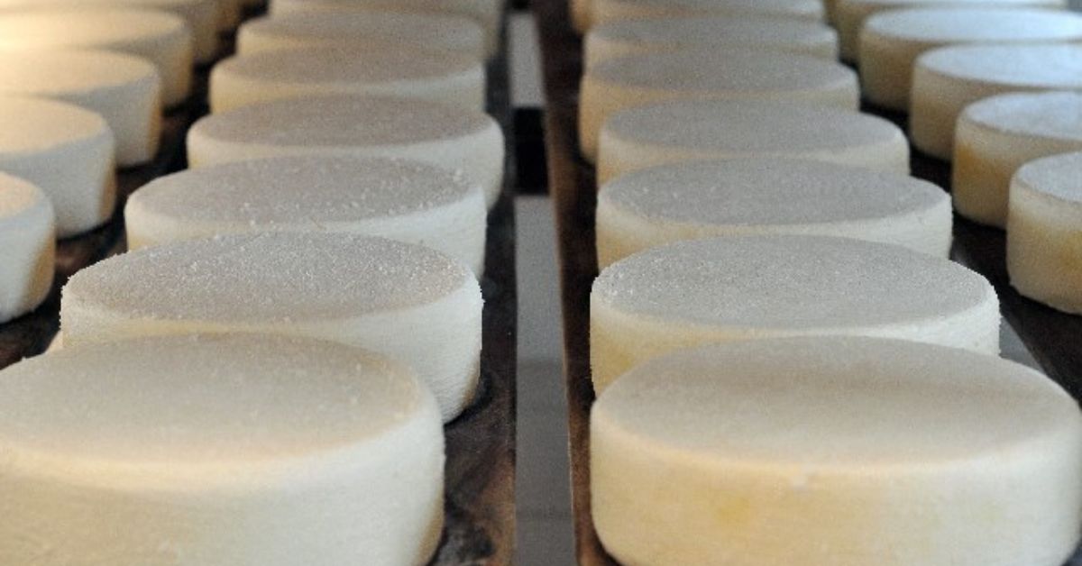 Lei do Queijo Minas Legal é sancionada e tem 12 diretrizes para fortalecer o setor; veja quais