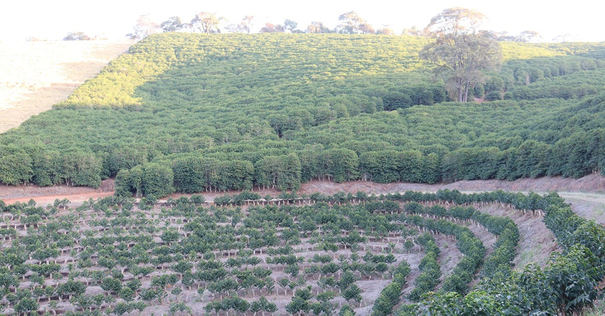 Seca rigorosa ameaça culturas de milho, soja, café, frutas e hortaliças em Minas