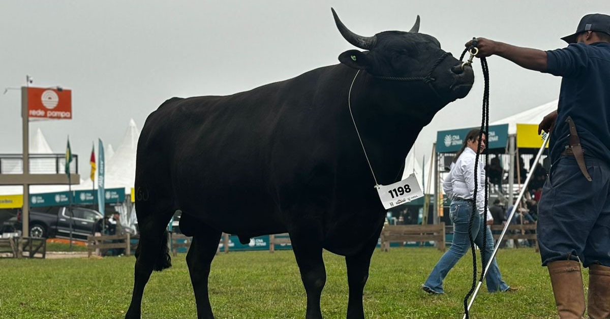 ABS ganha reforço com contratação da raça Wagyu