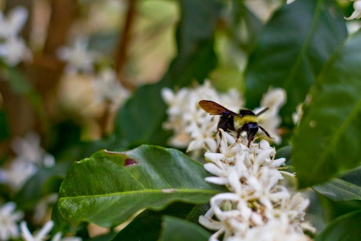 Inserção de abelhas em cafezais pode aumentar produtividade