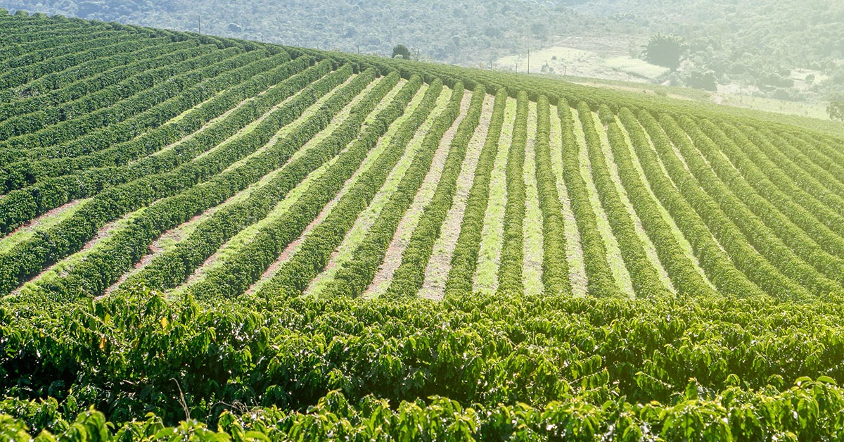 Minas Gerais lidera demanda por crédito digital no agronegócio