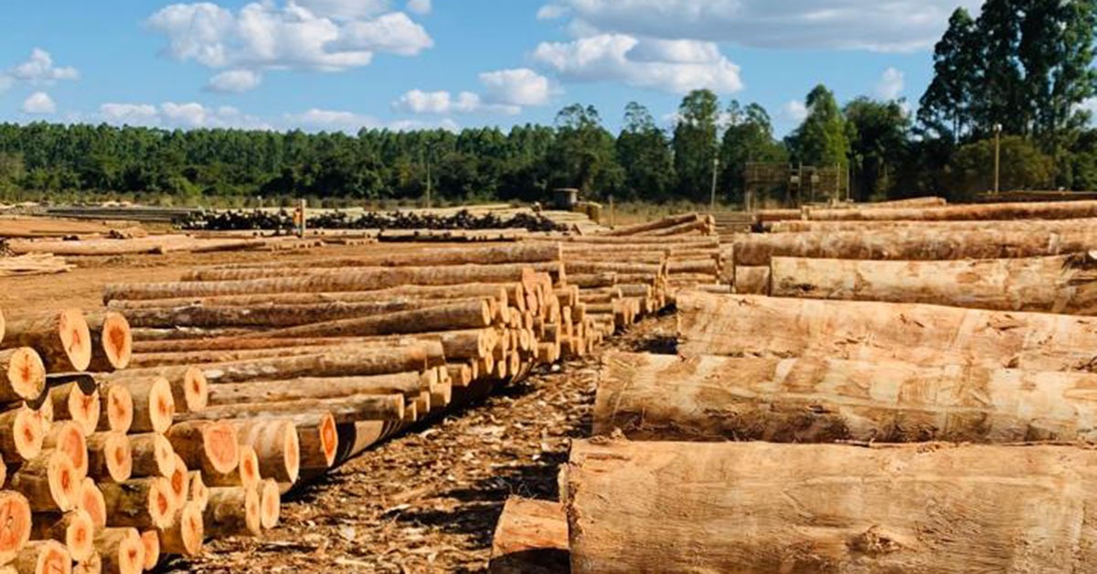 Grupo Plantar inova e investe em eucalipto orgânico, café e cacau