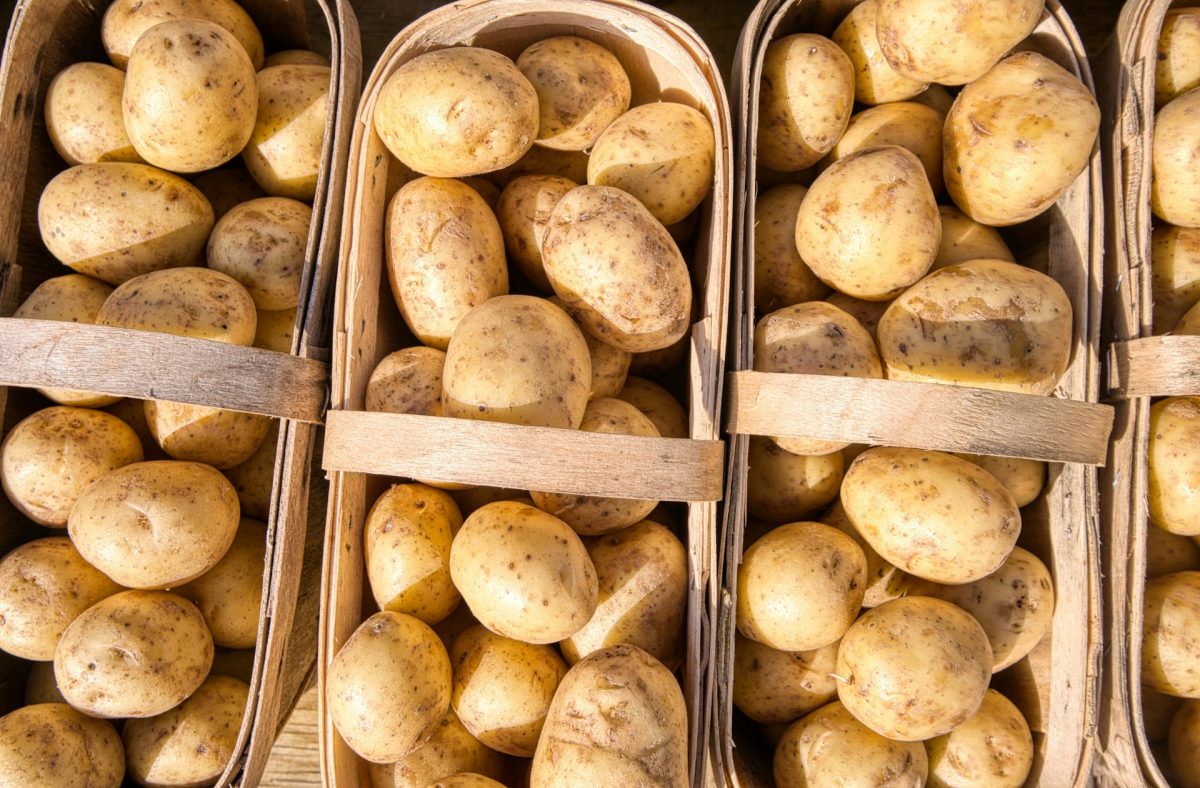 Emater testa cultivo de batata-inglesa no Vale do Jequitinhonha e atinge alta produtividade