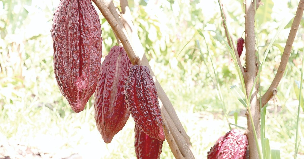 Cacau: conheça a nova fronteira agrícola do Norte de Minas Gerais