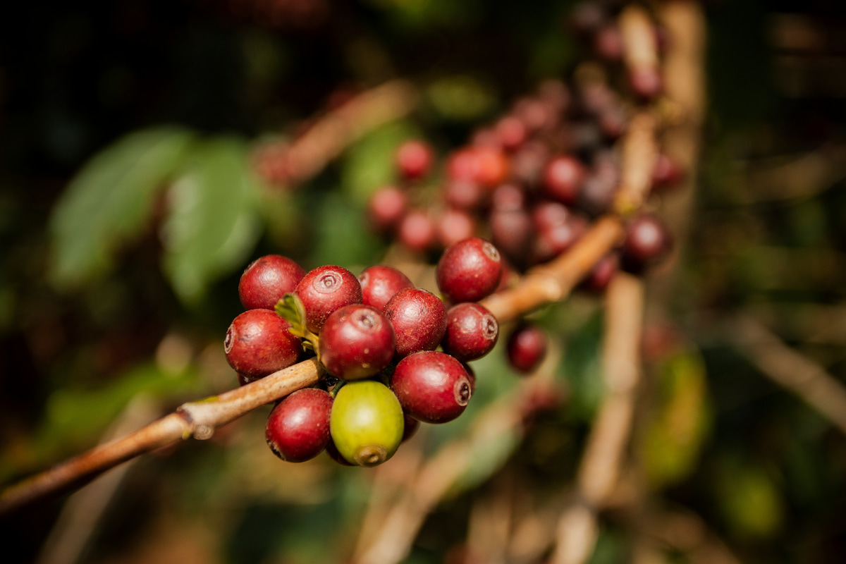 Café especial e sustentabilidade: o desafio além da lavoura