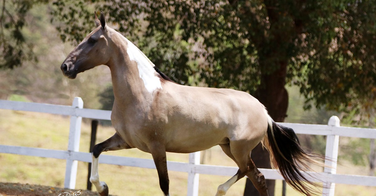Exposição Nacional do Cavalo Campolina apresenta evolução da raça
