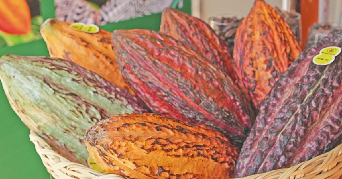 Preço do cacau caiu, mas consumidor de chocolate ainda não sente no bolso