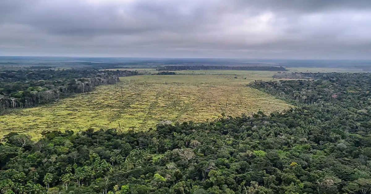 Desmatamento na Amazônia Legal cresce 18% a poucos meses da COP30, diz estudo