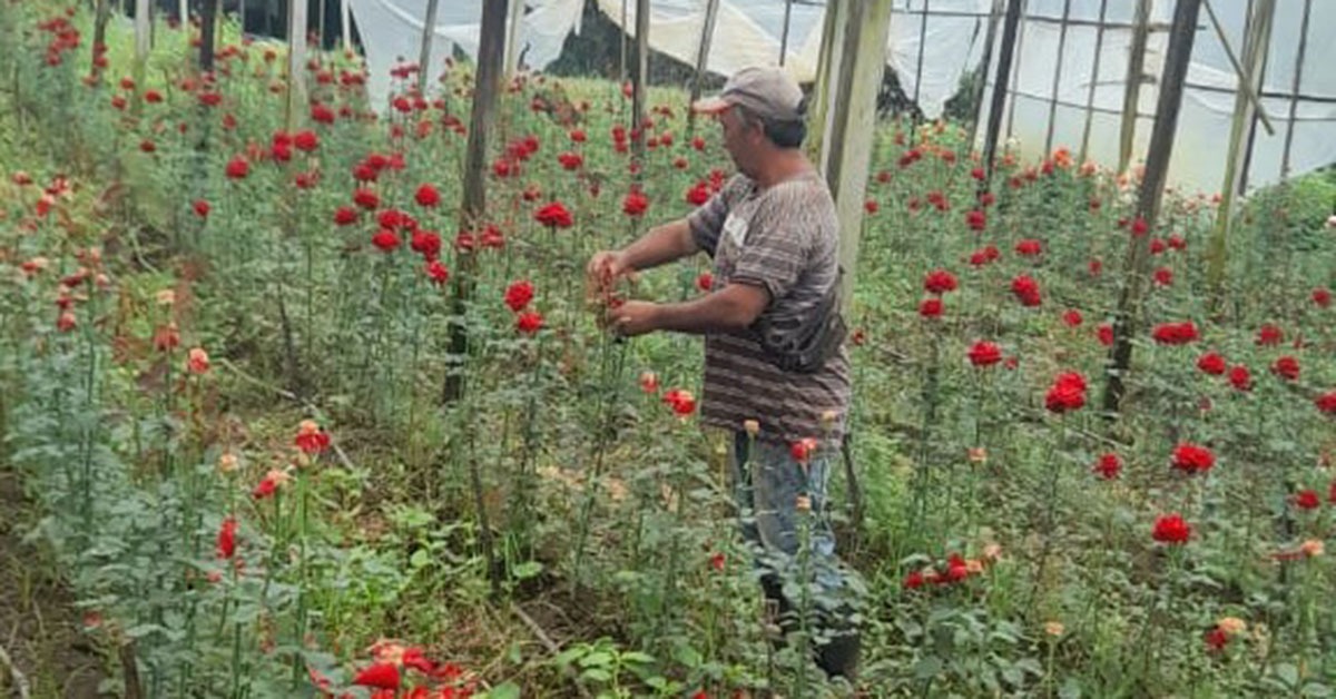Festa das Rosas e Flores de Barbacena destaca potencial da produção em Minas