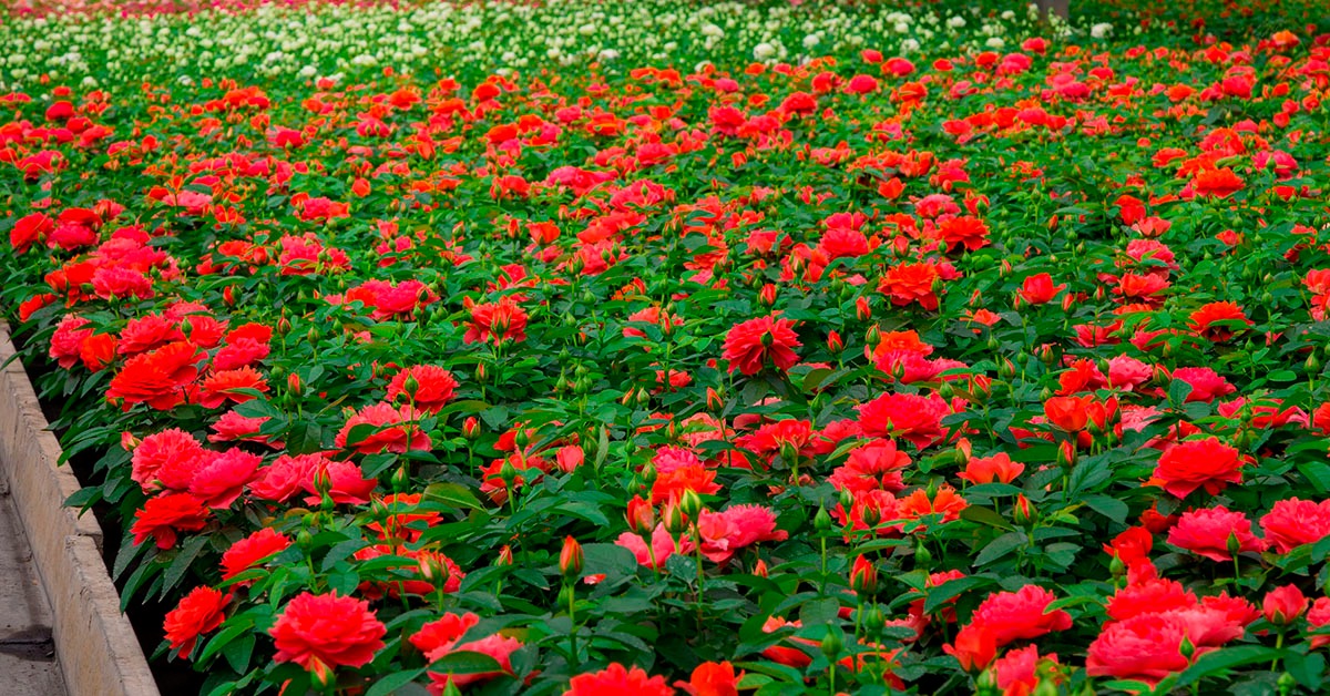 Feriado de Finados impulsiona mercado de flores