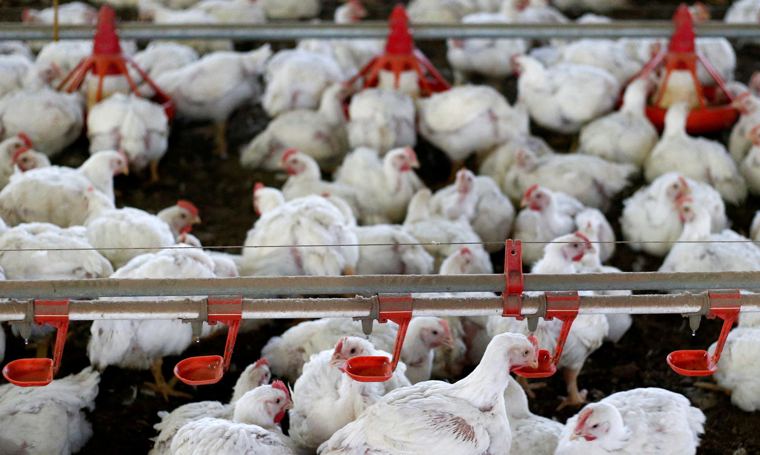 Exportação de carne de frango no País tem alta de 22%