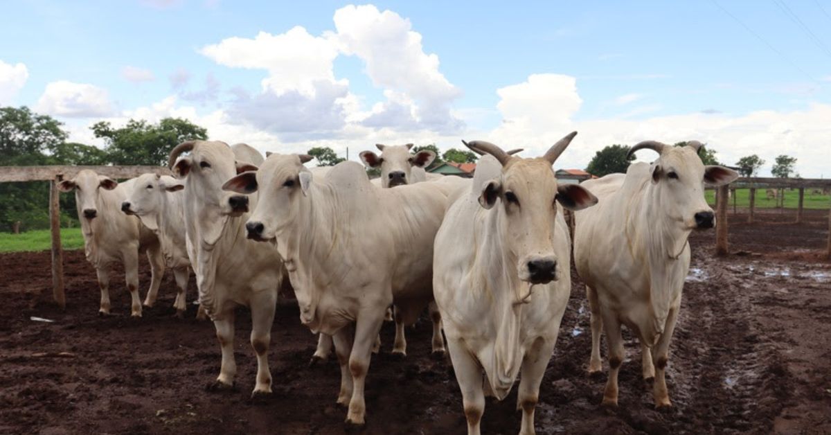 Epamig vai avaliar alternativas para reduzir emissão de metano na pecuária bovina   