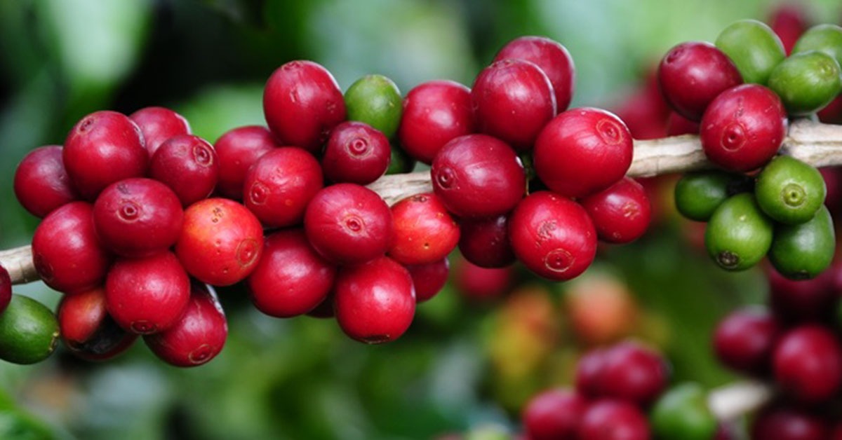 Café importado sem impostos: mágica ou cortina de fumaça?