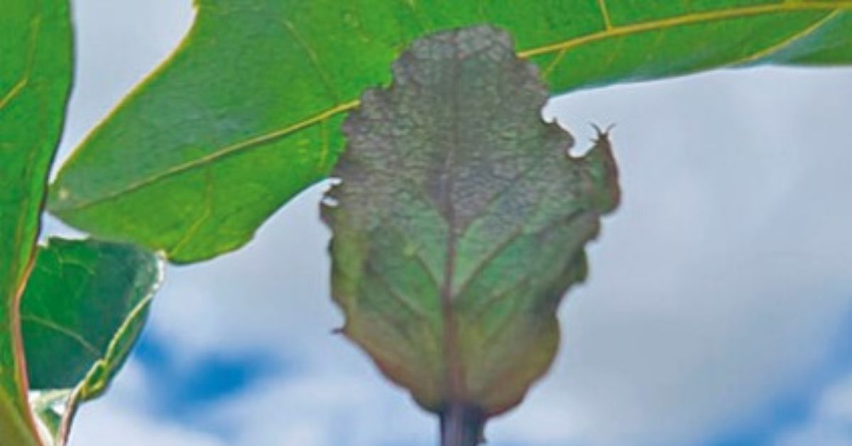 Projeto Fruticultura estimula a diversificação em Campos Gerais