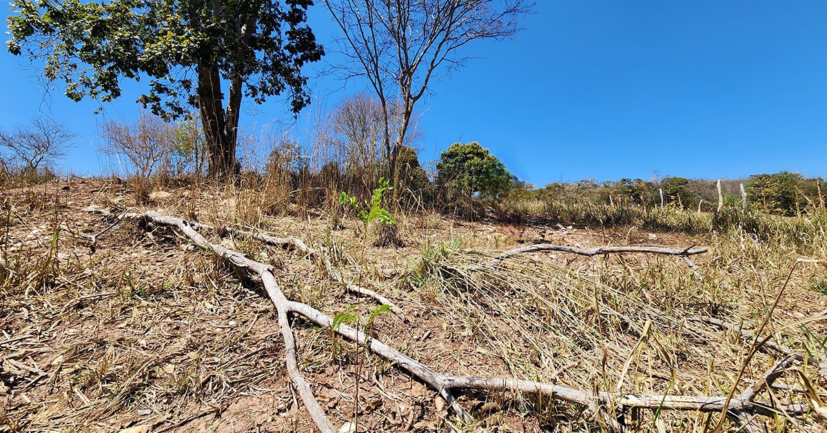 Produtor mineiro afetado pela seca poderá renegociar dívidas