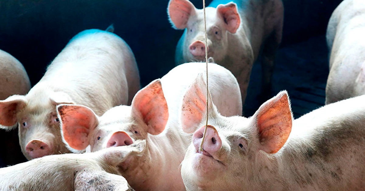 Fórum debate assuntos importantes para evolução da suinocultura