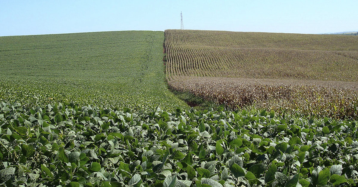 Demanda pelo crédito rural cai 13% em Minas Gerais