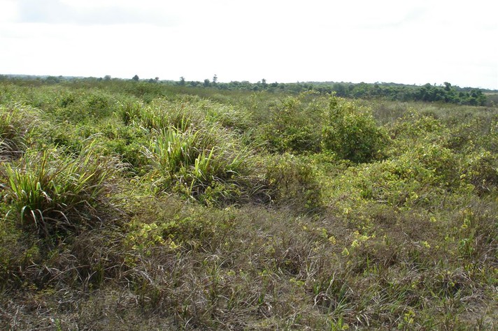 Minas pode contribuir para a redução do efeito estufa com restauração da vegetação