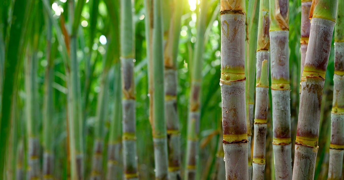 Mercado global de açúcar poderá ter superávit em 25/26 após 3 anos de déficits, diz Datagro