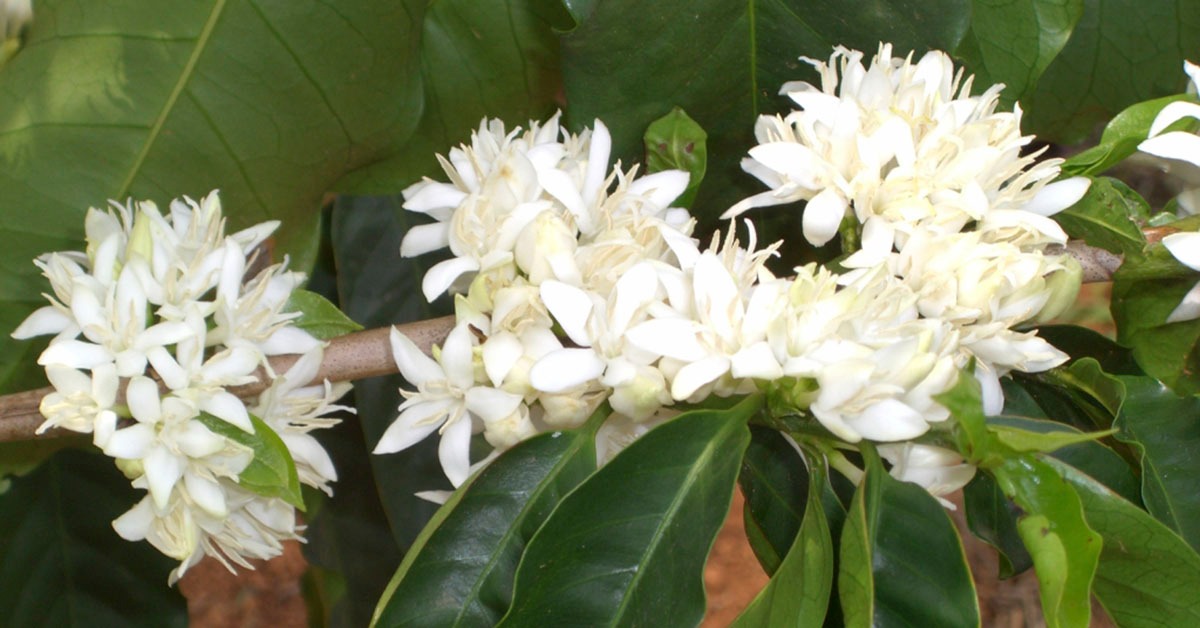 Chuvas favorecem floradas do café, mas não revertem prejuízos da seca