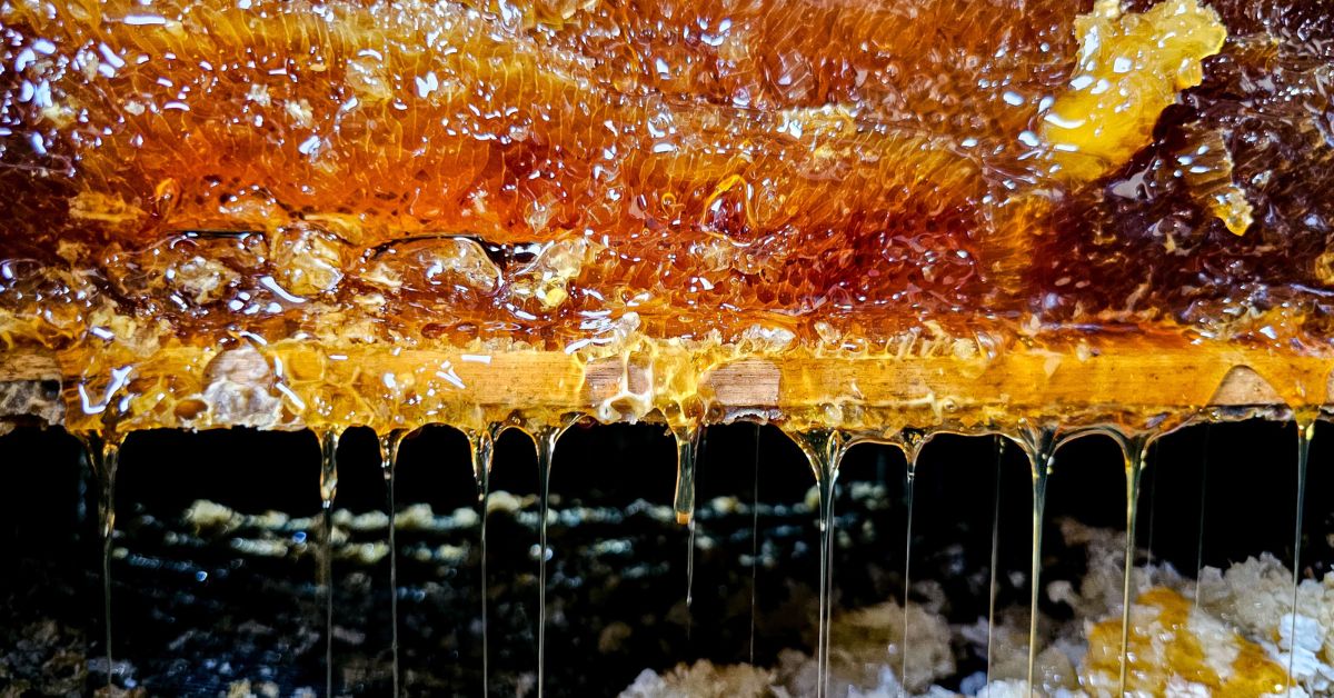 Entrega de kits de apicultura impulsiona a produção de mel no Estado