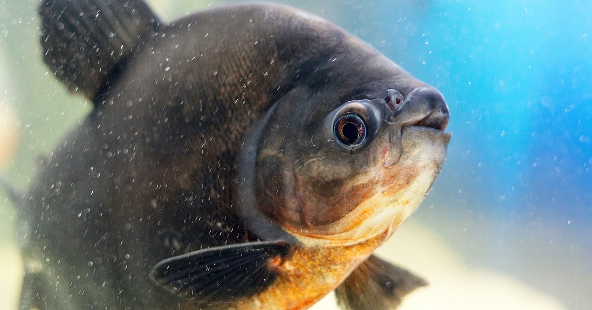 Brasil vai ampliar produção de pescados em hidrelétricas
