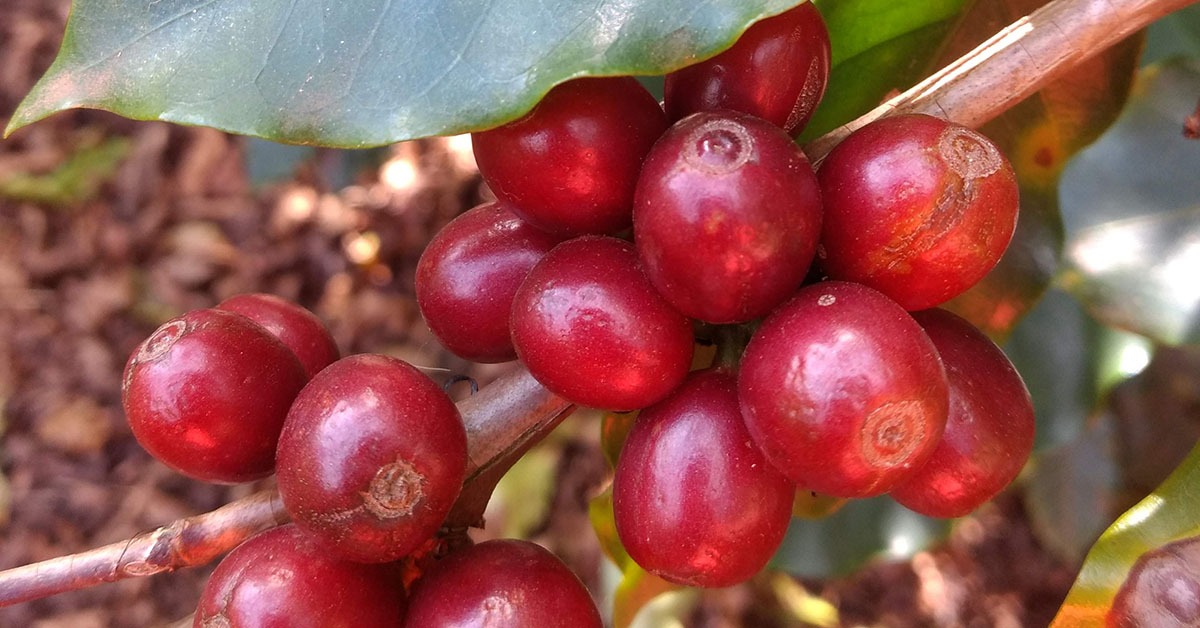 Com tarifas, indústria de café do Brasil vê oportunidade para exportar canéforas aos EUA